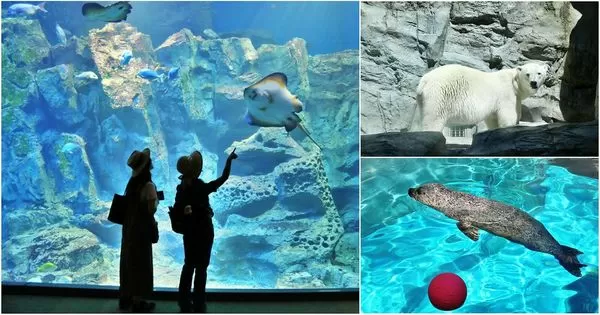 ▲▼男鹿水族館GAO。（圖／部落客viviyu授權提供）