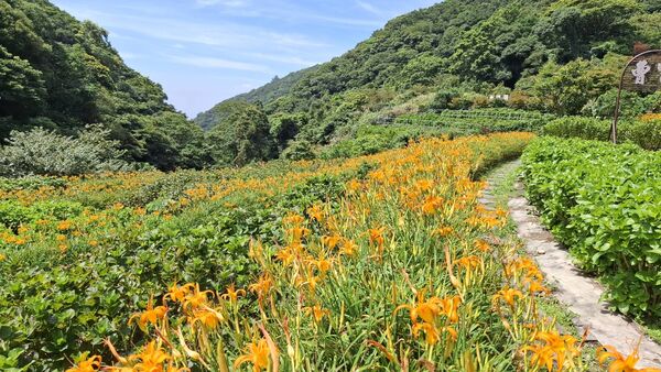 ▲曹家花田香金針花8/8花況。（圖／曹家花田香提供）