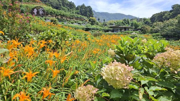 ▲曹家花田香金針花8/8花況。（圖／曹家花田香提供）