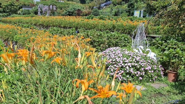 ▲曹家花田香金針花8/8花況。（圖／曹家花田香提供）
