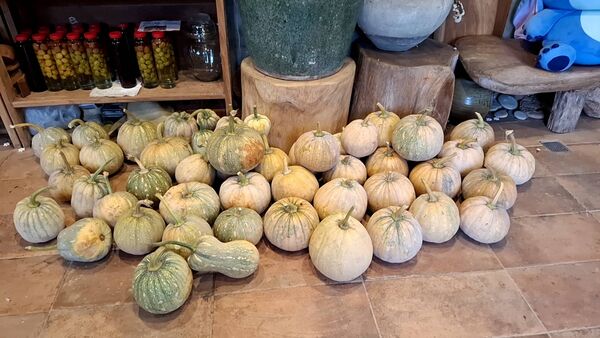 ▲曹家花田香金針花8/8花況。（圖／曹家花田香提供）