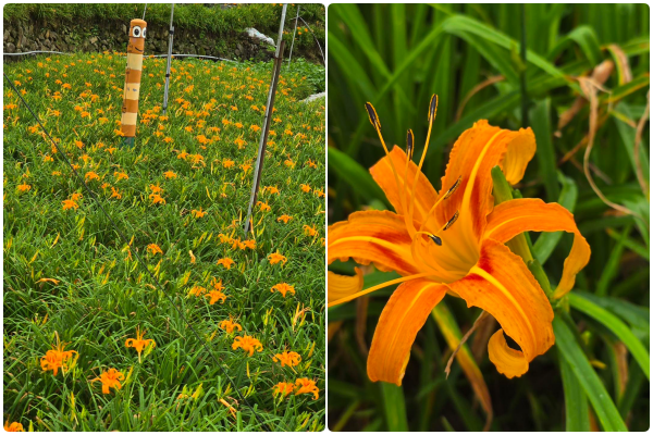 ▲竹子湖故鄉海芋農園金針花。（圖／翻攝自竹子湖故鄉海芋農園-附設餐廳）