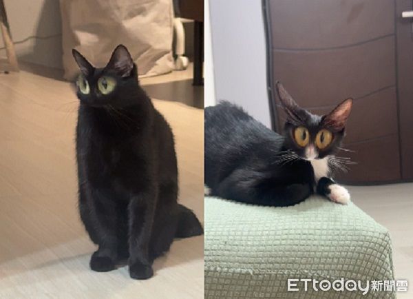 ▲。（圖／Threads@cannedshark_提供，請勿隨意翻拍，以免侵權。）