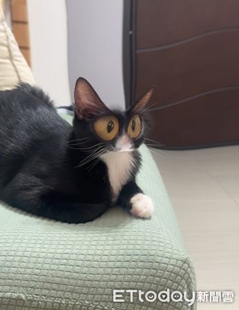 ▲。（圖／Threads@cannedshark_提供，請勿隨意翻拍，以免侵權。）