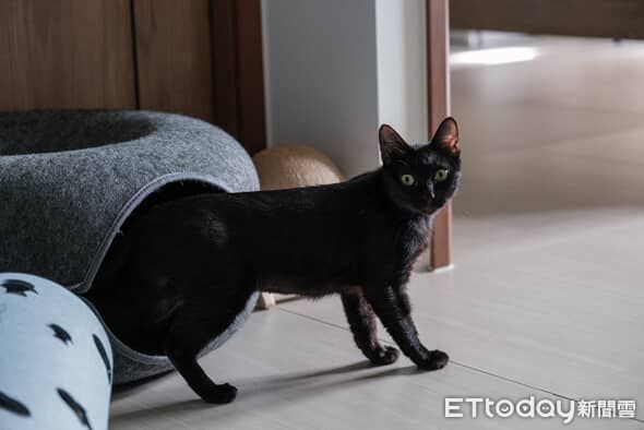 ▲。（圖／Threads@cannedshark_提供，請勿隨意翻拍，以免侵權。）