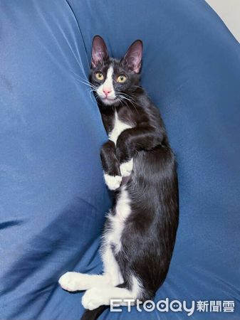 ▲。（圖／Threads@cannedshark_提供，請勿隨意翻拍，以免侵權。）