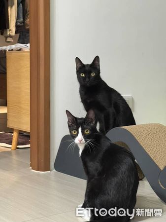 ▲。（圖／Threads@cannedshark_提供，請勿隨意翻拍，以免侵權。）