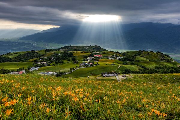 ▲▼花蓮六十石山金針花。（圖／花蓮縣政府提供，何振宏攝影）
