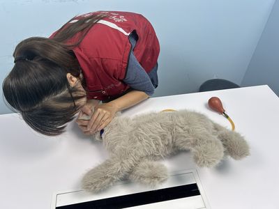 「貓咪CPR」成飼主必修課 新北動保處揭急救關鍵步驟