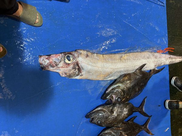 ▲▼     地震魚        。（圖／吳家豪提供）