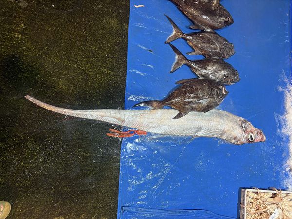 ▲▼     地震魚        。（圖／吳家豪提供）