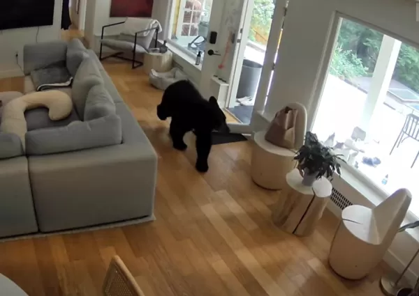 小博美趕跑大黑熊。（圖／翻攝自Youtube@Kayla Kleine）