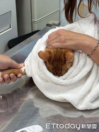 貓咪幫土地公舔毛。（圖／Threads@moes5577提供）