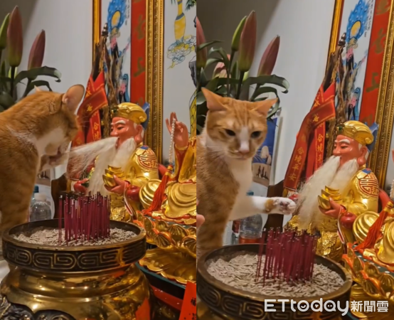 貓咪幫土地公舔毛。（圖／Threads@moes5577提供）