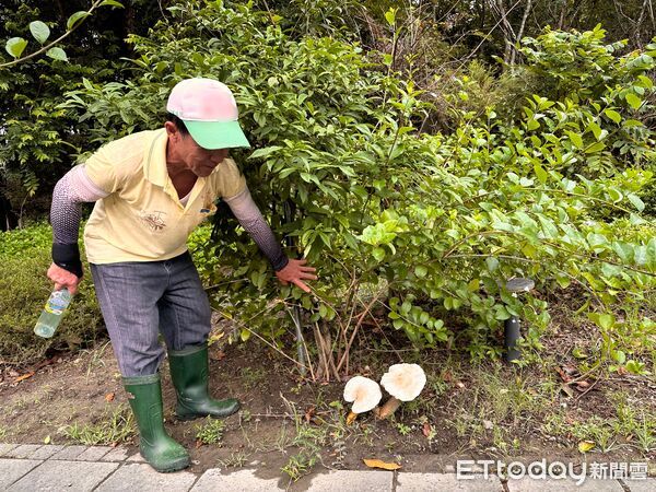 ▲台南山上花園水道博物館雨後中央圓環被山苦瓜迅速攀爬覆蓋，蔚為奇觀。（記者林東良翻攝，下同）