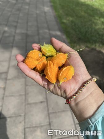 ▲台南山上花園水道博物館雨後中央圓環被山苦瓜迅速攀爬覆蓋，蔚為奇觀。（記者林東良翻攝，下同）