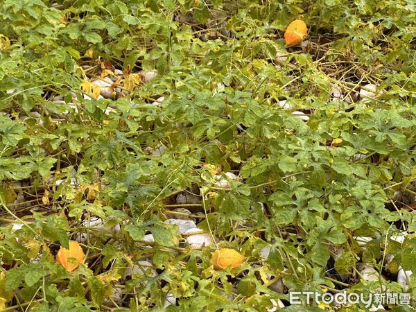 ▲台南山上花園水道博物館雨後中央圓環被山苦瓜迅速攀爬覆蓋，蔚為奇觀。（記者林東良翻攝，下同）