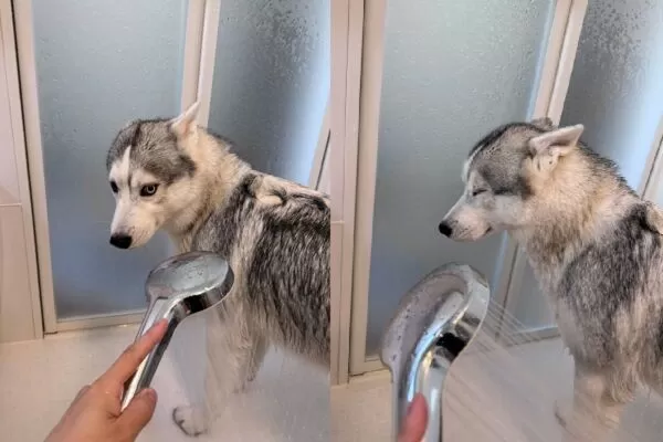 ▲。（圖／翻攝自X／@5rose_husky）