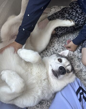 ▲。（圖／翻攝自X／@5rose_husky）