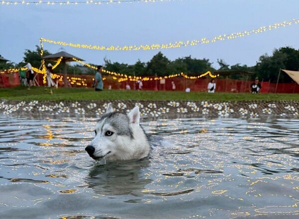 ▲。（圖／翻攝自X／@5rose_husky）