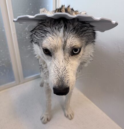 ▲。（圖／翻攝自X／@5rose_husky）