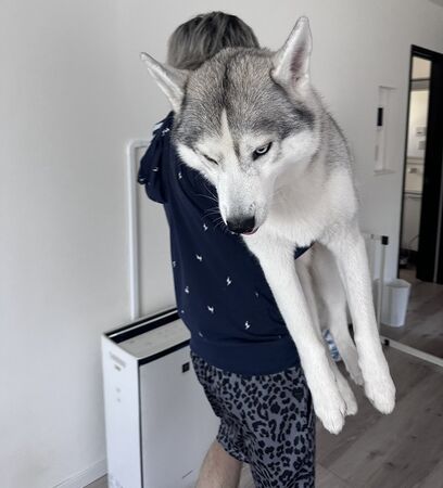 ▲。（圖／翻攝自X／@5rose_husky）