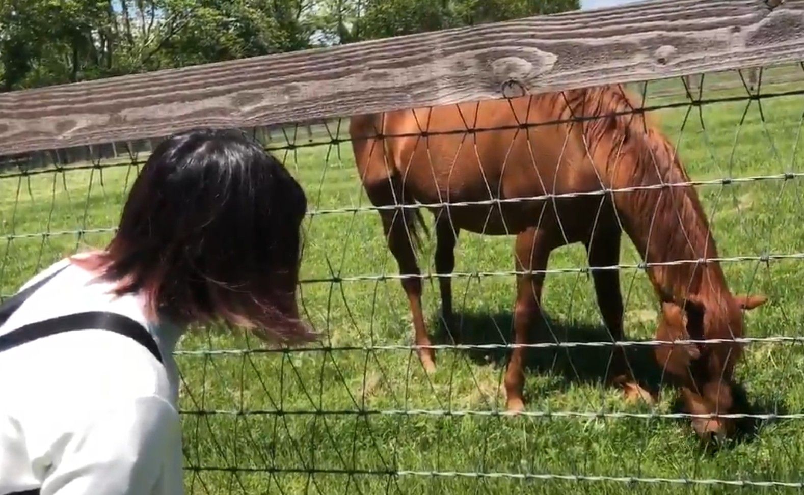 ▲▼賽馬娘。（圖／翻攝自bigredfarm_official）