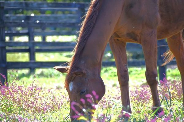 ▲▼賽馬娘。（圖／翻攝自bigredfarm_official）
