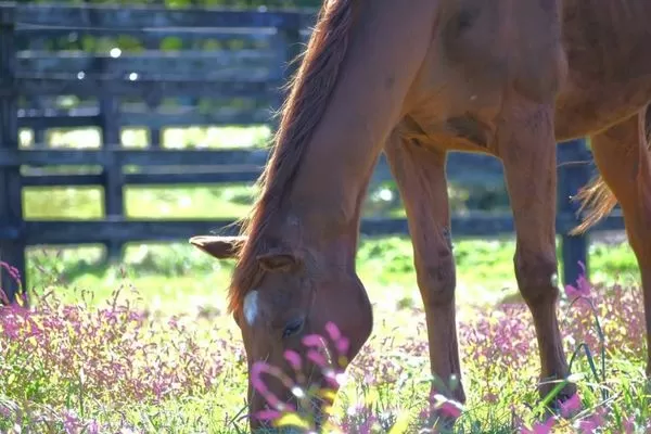 ▲▼賽馬娘。（圖／翻攝自bigredfarm_official）