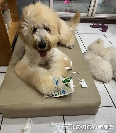 ▲。（圖／有點毛毛的／Mudi這一家提供）