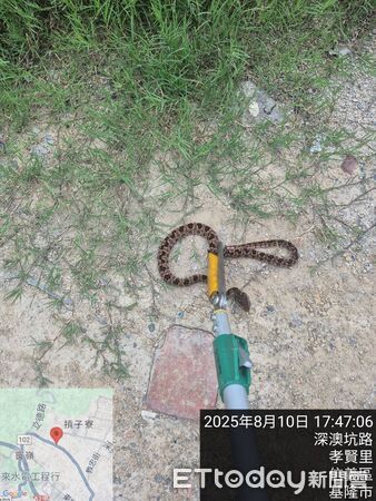 ▲基隆動保處通知廠商捕捉咬傷男童的龜殼花。（圖／記者郭世賢翻攝，下同）