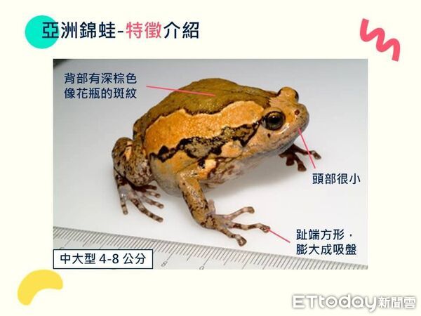 ▲亞洲錦蛙入侵南投，縣政府結合社區展開「除蛙行動」。（圖／南投縣政府提供，下同）