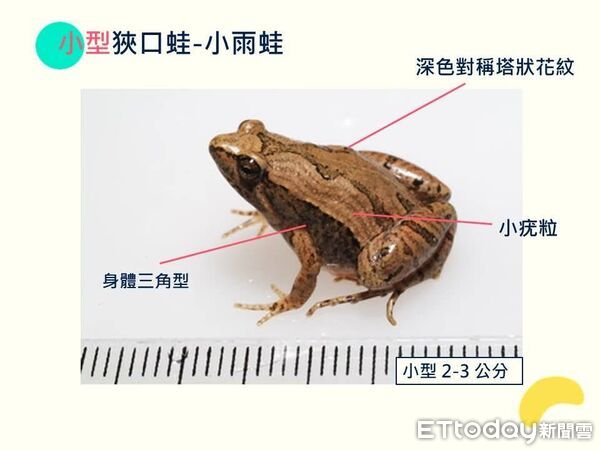 ▲亞洲錦蛙入侵南投，縣政府結合社區展開「除蛙行動」。（圖／南投縣政府提供）