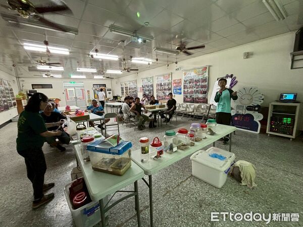 ▲亞洲錦蛙入侵南投，縣政府結合社區展開「除蛙行動」。（圖／南投縣政府提供）