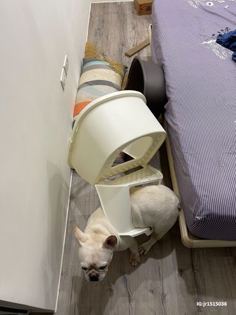 法鬥偷吃貓屎被反將一軍。（圖／IG@jr1515036提供）