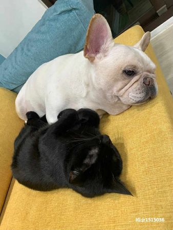 法鬥偷吃貓屎被反將一軍。（圖／IG@jr1515036提供）