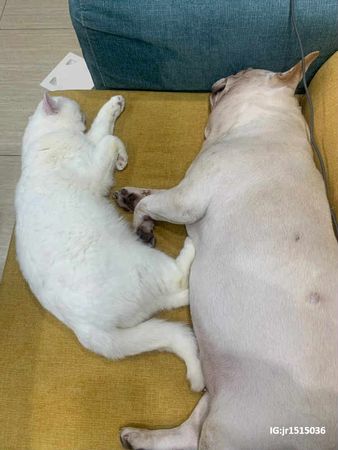 法鬥偷吃貓屎被反將一軍。（圖／IG@jr1515036提供）