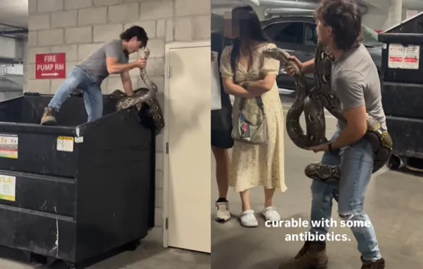 以為是玩具　女發現垃圾箱爬出「6公尺巨蟒」捕蛇專家徒手捕獲。（圖／翻攝自Instagram／reptile.hunter）