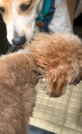 紅貴賓在快速道路遊走。（圖／台灣米樂流浪動物中途協會提供）