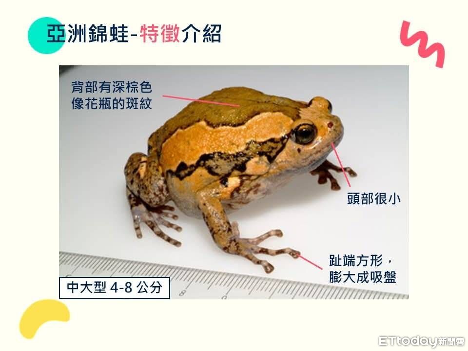 低音砲求偶整夜擾民…亞洲錦蛙入侵南投　縣府邀專家指導社區除蛙