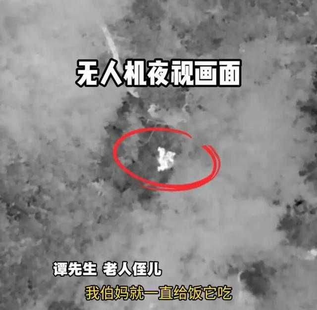 老人與收養多年的狗狗感情深厚，意外走失期間，牠始終在主人身邊守候。