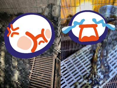 新竹狗園10多隻狗「餓成白骨」收高額照顧費 現場飄屍臭