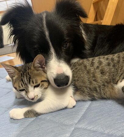 ▲。（圖／翻攝自X／@HTMSLIFE）