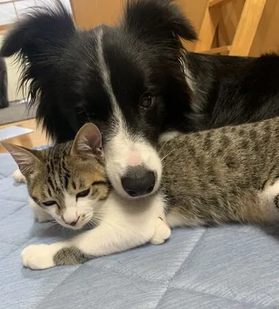 ▲。（圖／翻攝自X／@HTMSLIFE）