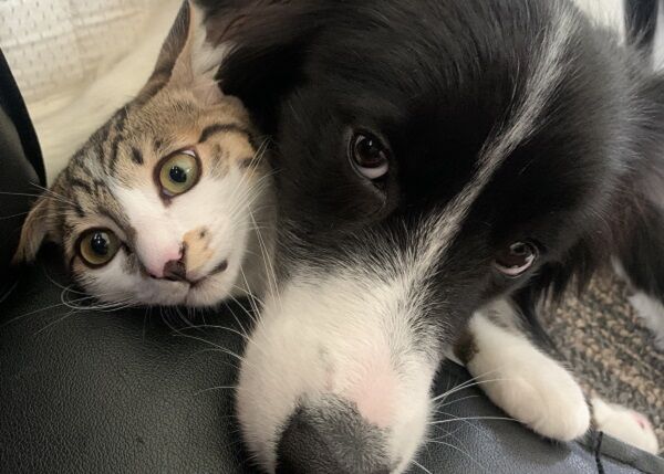 ▲。（圖／翻攝自X／@HTMSLIFE）