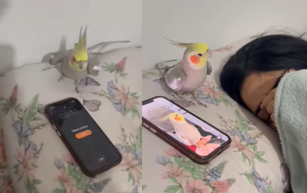 玄鳳鸚鵡「模仿iPhone鬧鐘聲」成功叫醒主人　網笑：沒有貪睡鍵。（圖／翻攝自TikTok／ariel_calopsit）