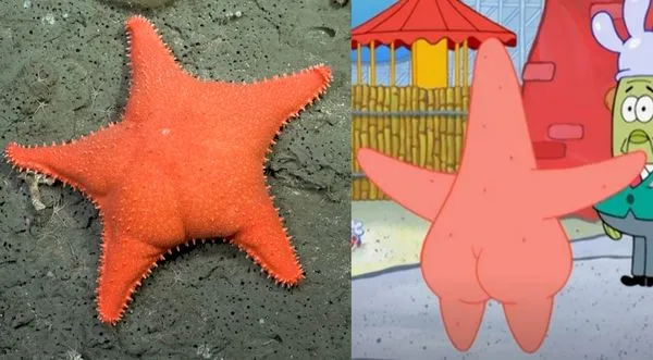 深海4,000公尺處驚見「大屁股海星」，網友笑稱是派大星沒穿褲子，對比起來可說是相似度非常高。（翻攝自youtube@Schmidt Ocean／網路）