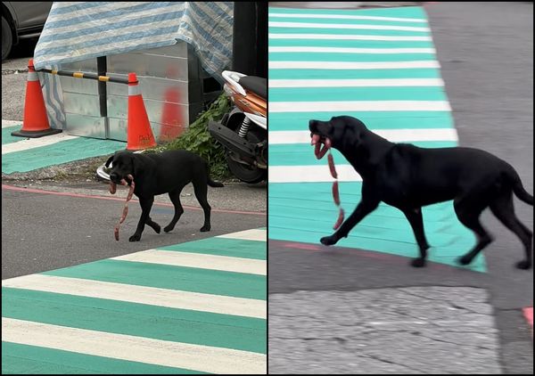 ▲▼誰家的香腸不見了？黑狗「叼香腸過馬路」 吸3萬人按讚。（圖／翻攝自臉書／基隆人日常）