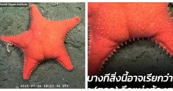 「翹臀海星」在深海探勘畫面中正面入鏡，臀線輪廓清晰，被網友戲稱是派大星脫褲版。（圖／翻攝自X，下同）