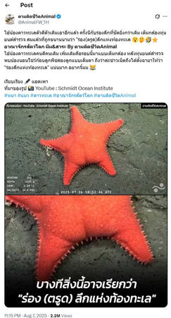 粉紅色海星因外型酷似人類臀部，被封為「海底臀神」，最新特寫畫面掀起全球迷因潮。